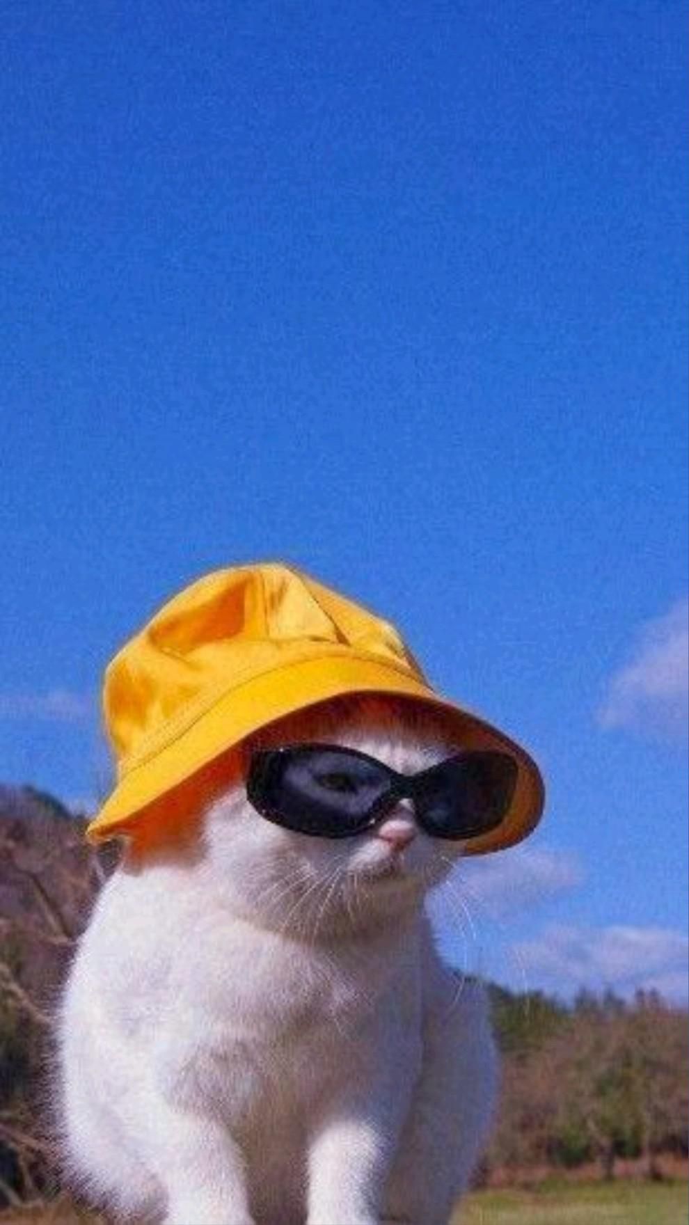 Кот в очках на заставку   самые красивые новые аватарки (2)
