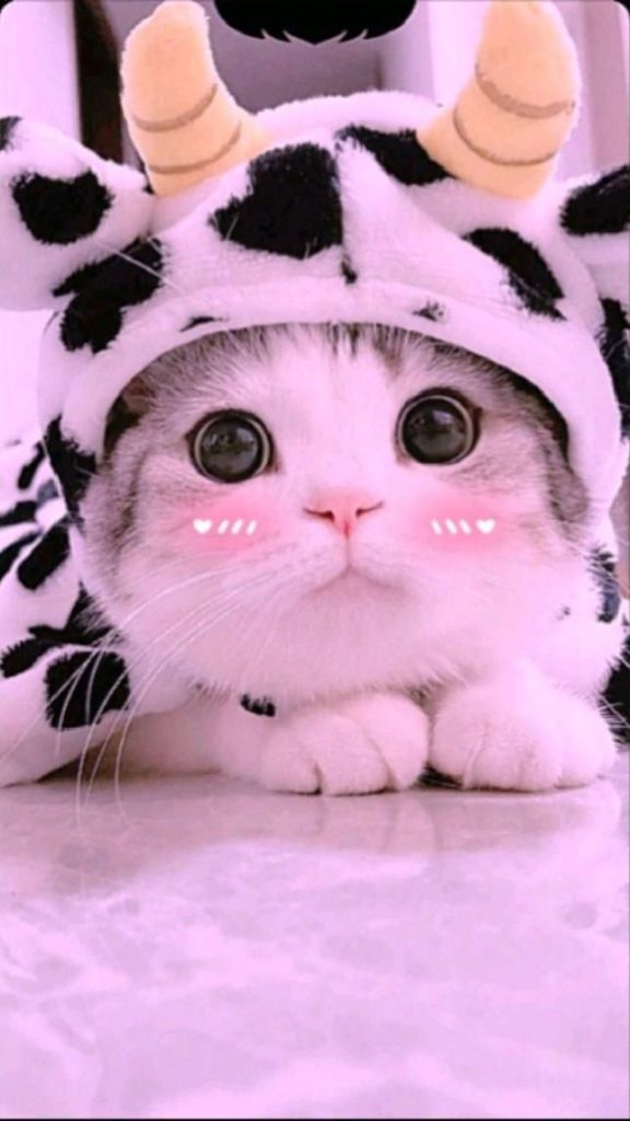 Кот в очках на заставку - самые красивые новые аватарки (20)