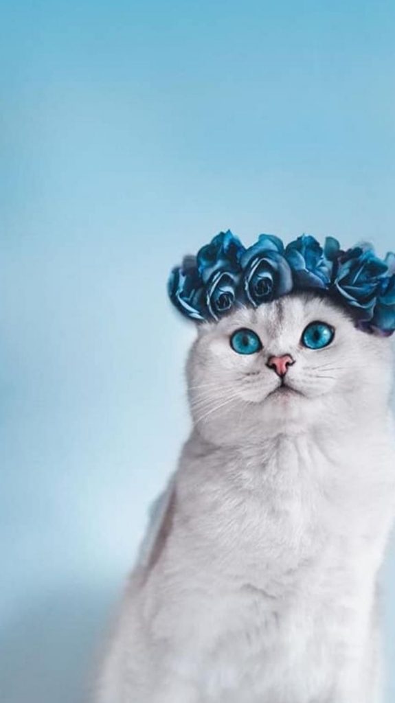Кот в очках на заставку - самые красивые новые аватарки (24)