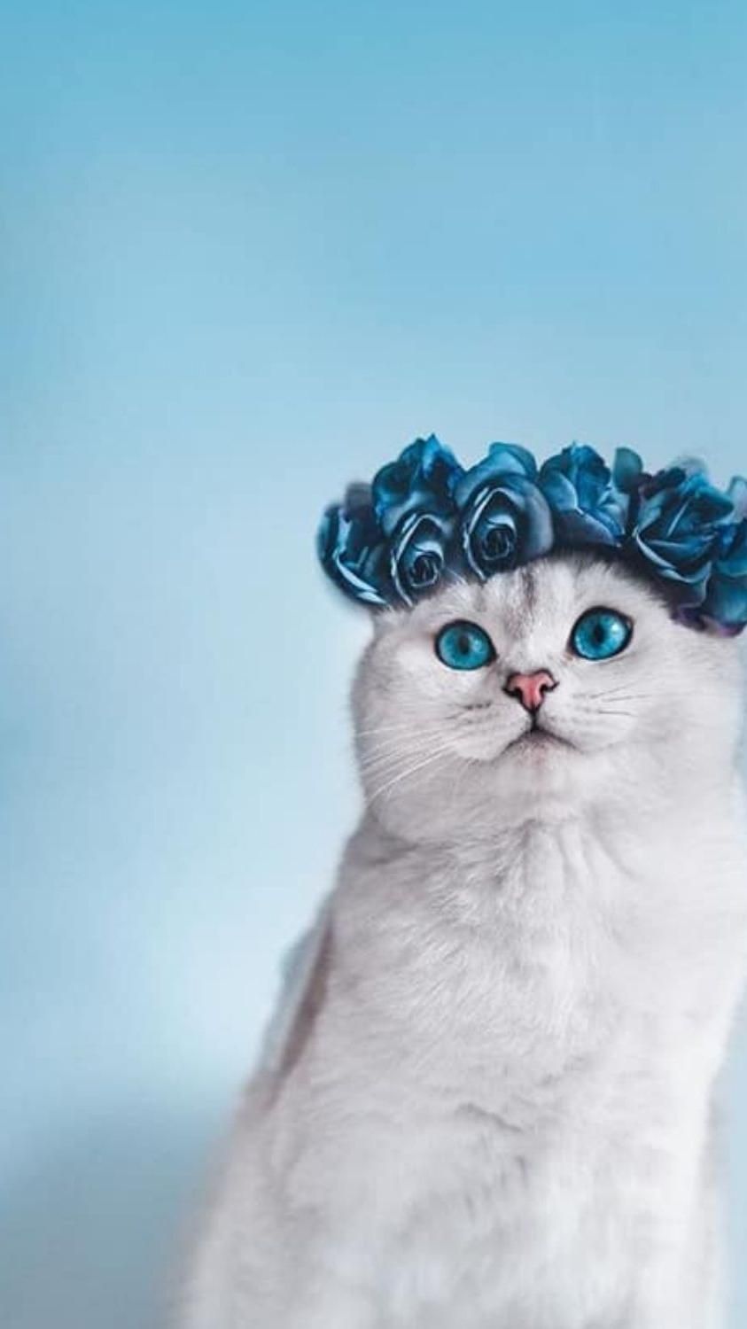 Кот в очках на заставку   самые красивые новые аватарки (24)