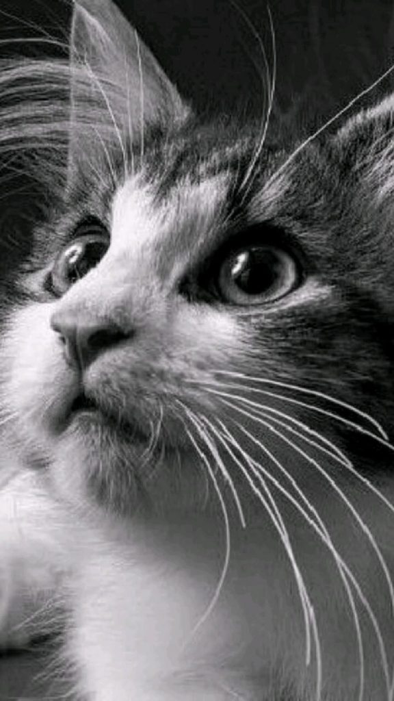 Кот в очках на заставку - самые красивые новые аватарки (29)