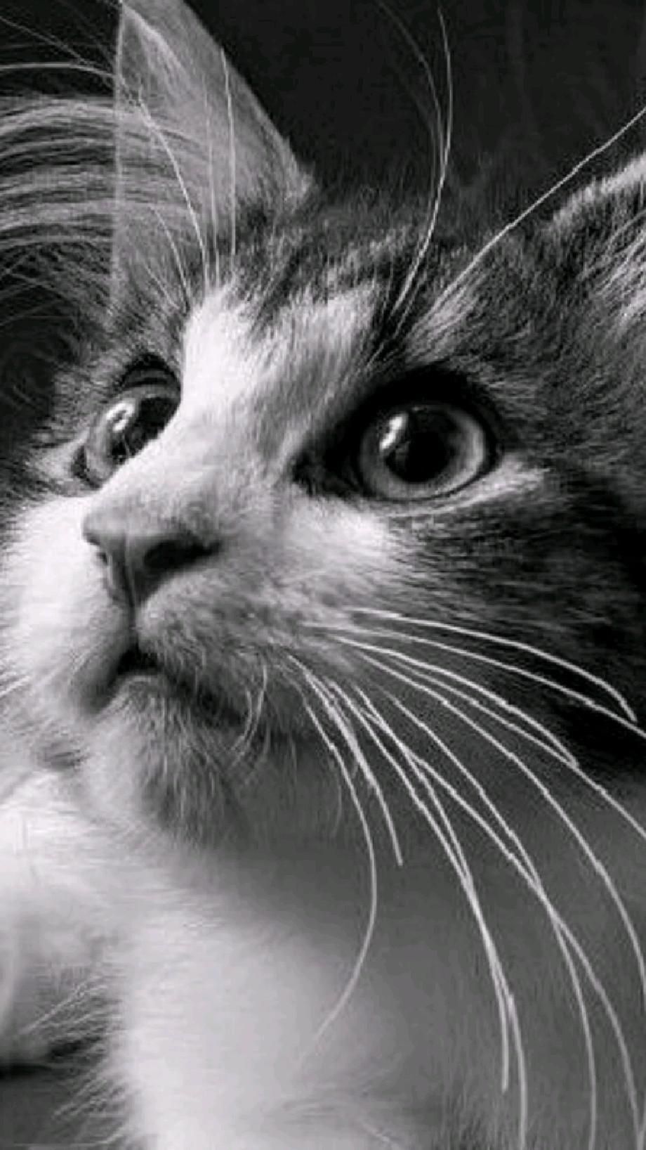 Кот в очках на заставку   самые красивые новые аватарки (29)