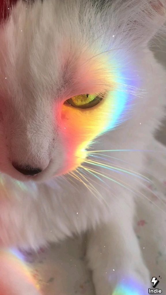 Кот в очках на заставку - самые красивые новые аватарки (30)