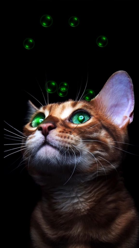 Кот в очках на заставку - самые красивые новые аватарки (31)