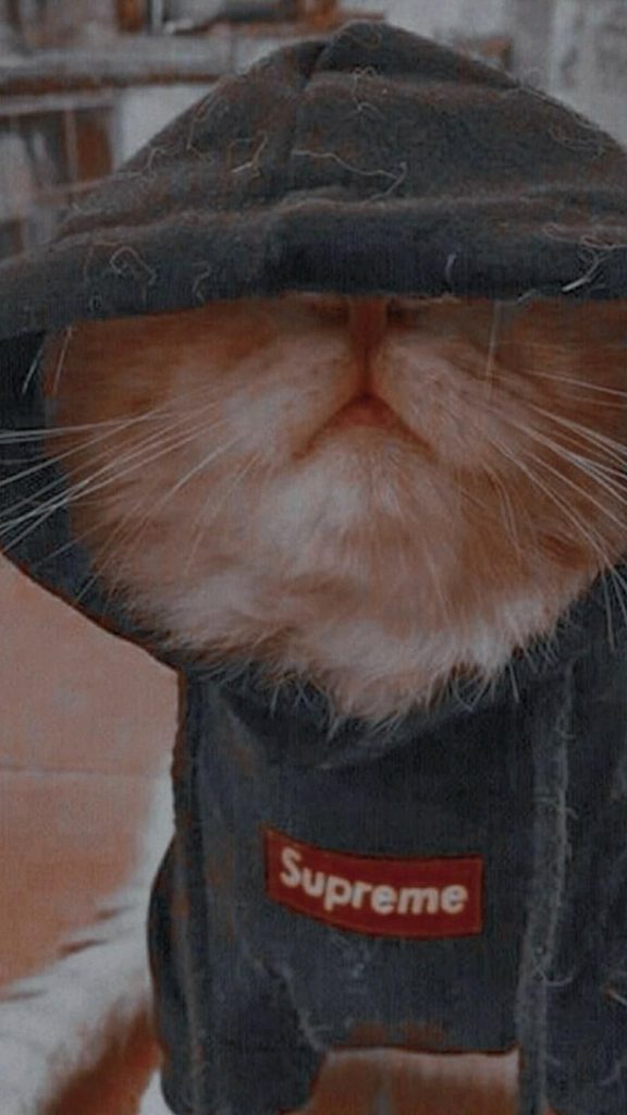 Кот в очках на заставку - самые красивые новые аватарки (5)