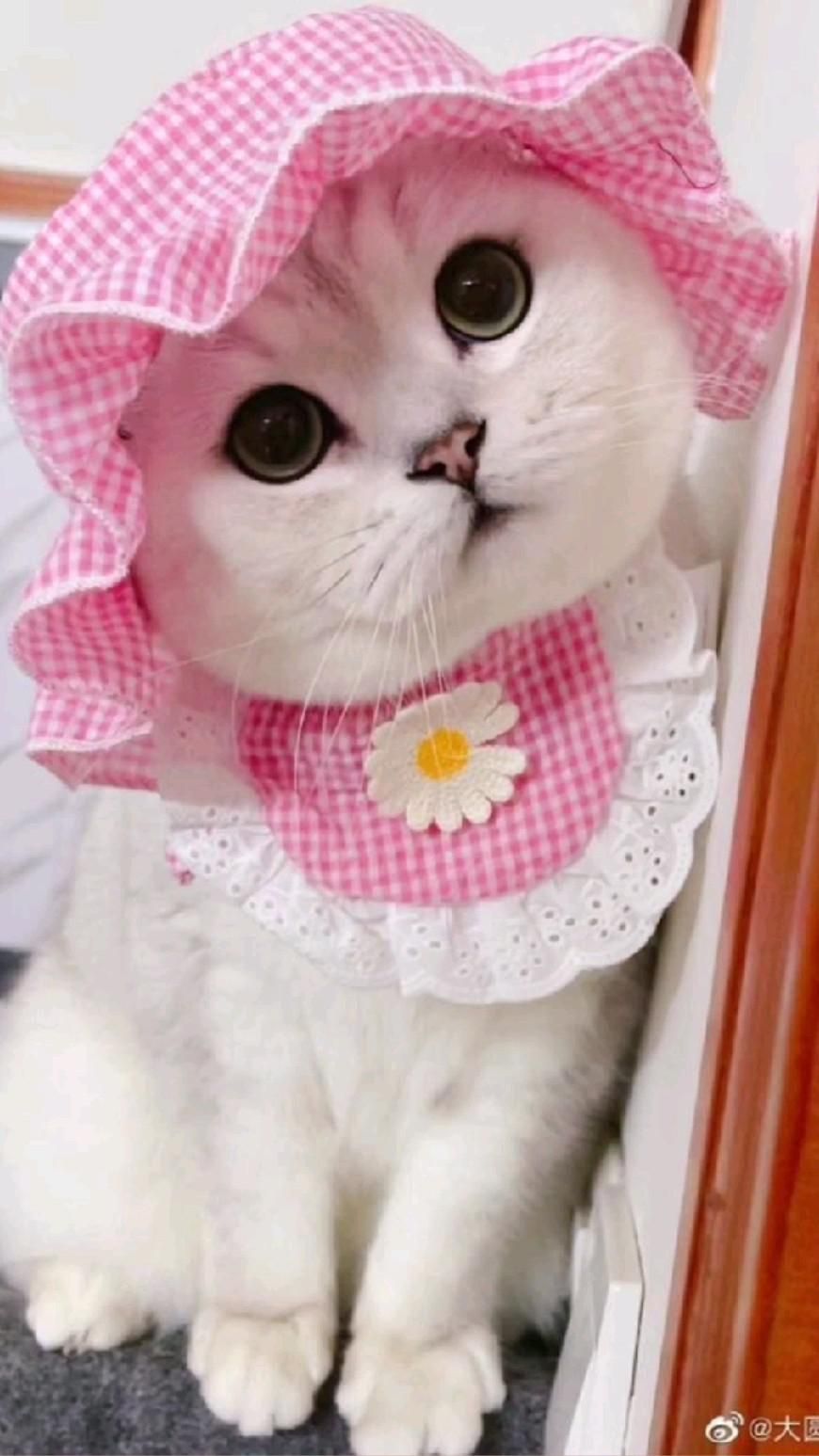 Кот в очках на заставку   самые красивые новые аватарки (6)