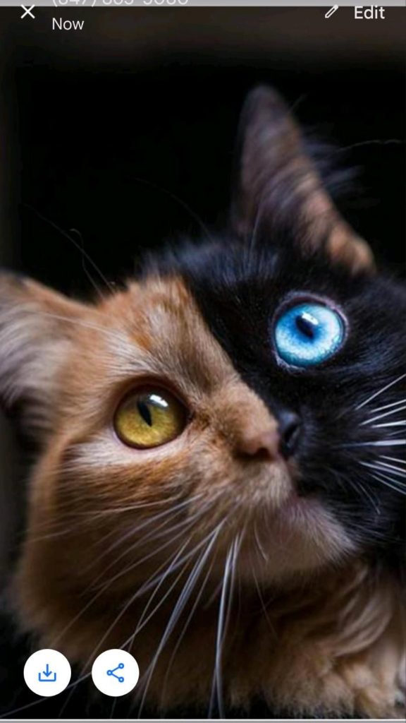 Кот в очках на заставку - самые красивые новые аватарки (8)