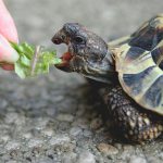 Моя черепаха отказывается есть что-либо, кроме огурцов, есть идеи, почему?