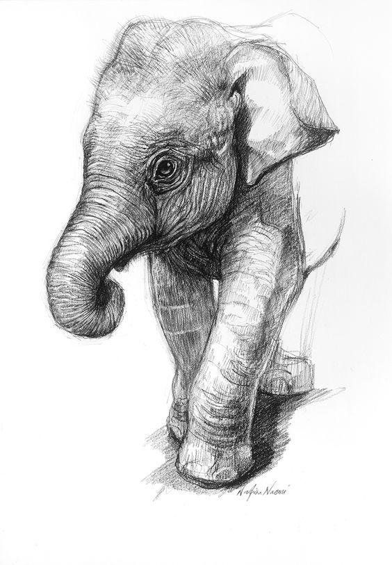 Картинки слона для детей нарисованные в хорошем качестве (11)