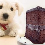 7 продуктов, которые ваша собака никогда не должна есть