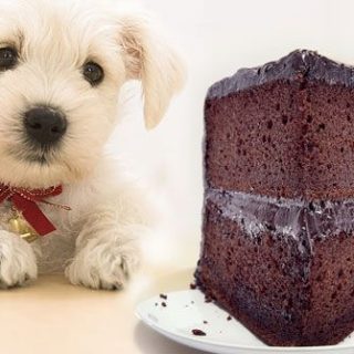 7 продуктов, которые ваша собака никогда не должна есть 1