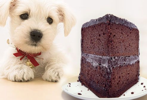 7 продуктов, которые ваша собака никогда не должна есть 1