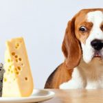 Можно ли щенкам есть сыр? Какие сыры давать собаке?