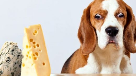Можно ли щенкам есть сыр Какие сыры давать собаке