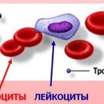 Особенности строения крови и ее функции, что такое кровь?