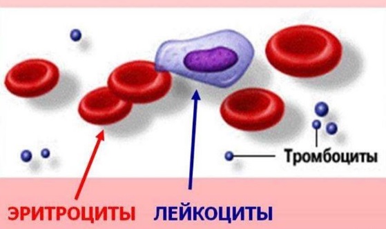 Типы клеток крови