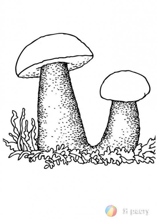 Красивые картинки грибочки для детей раскраски (2)