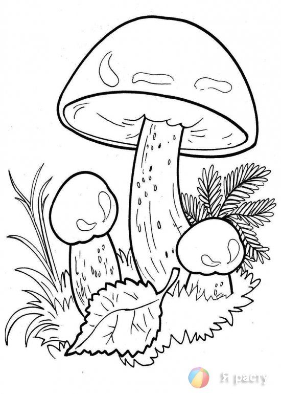 Красивые картинки грибочки для детей раскраски (21)
