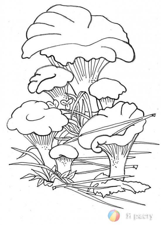 Красивые картинки грибочки для детей раскраски (23)