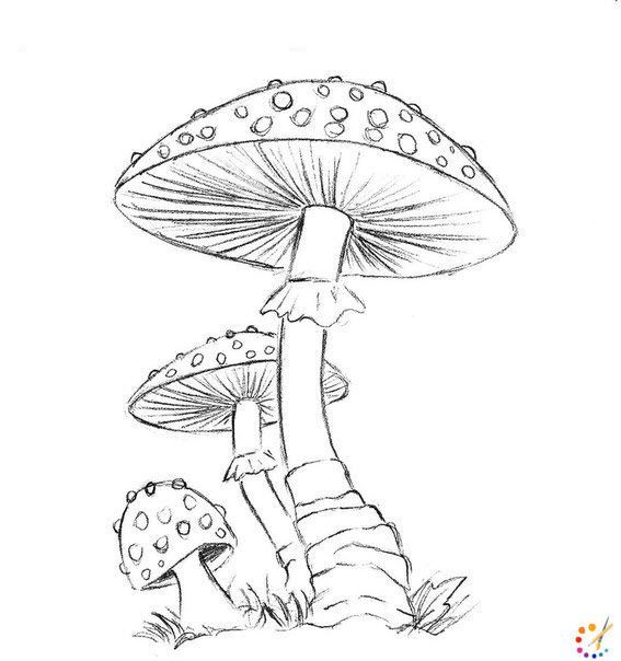Красивые картинки грибочки для детей раскраски (4)