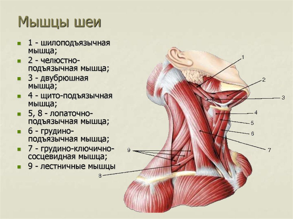 Сухожилия на теле человека схема