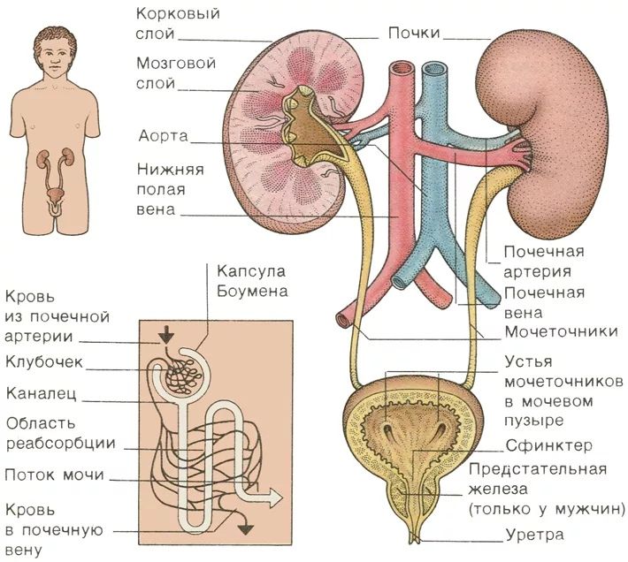 Гермафродиты как выглядит органы человека схема расположения