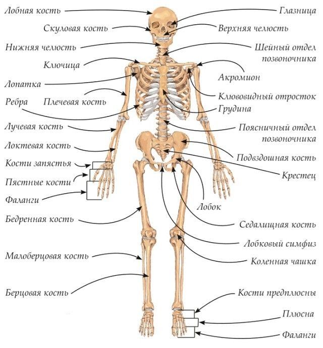 Анатомия картинки с надписями