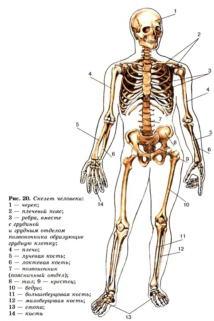 Скелет картинка анатомия