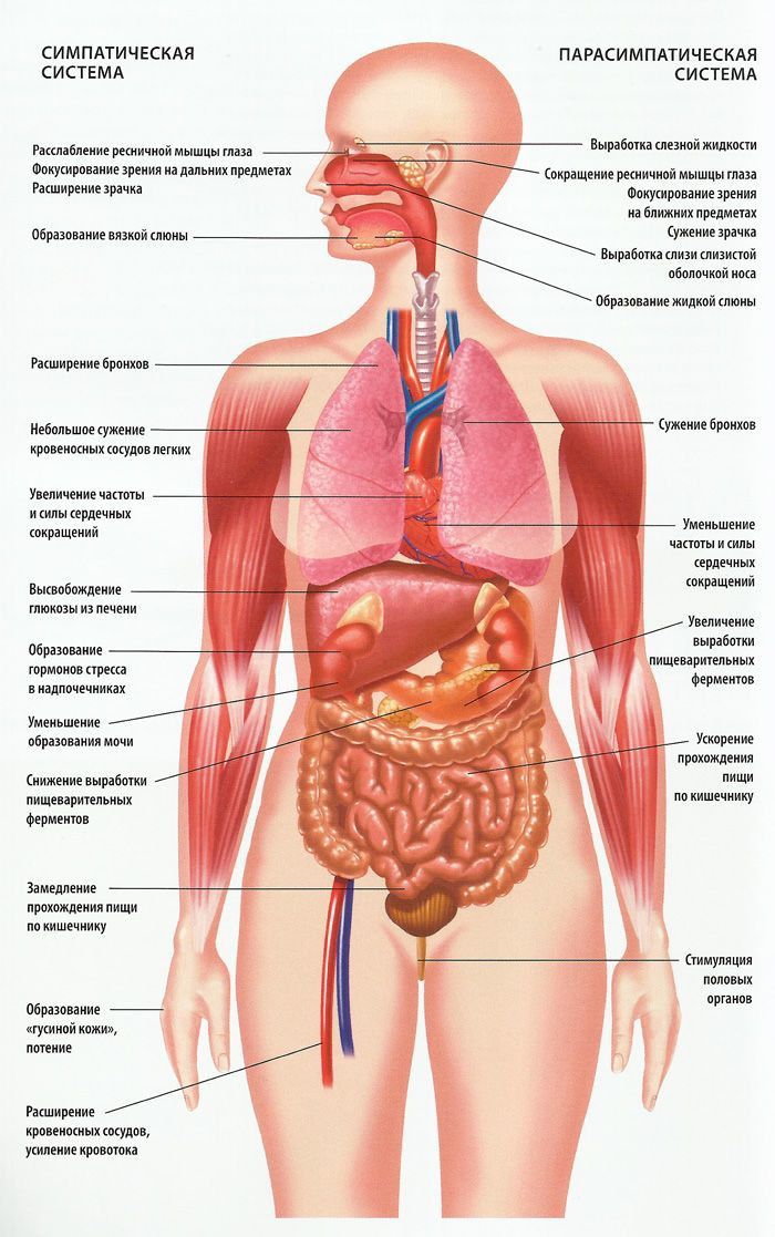 Органы у человека рисунок