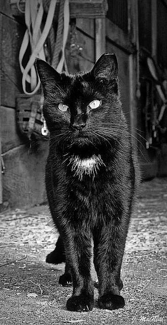 Белый кот и черная кошка картинки на аватарку (15)