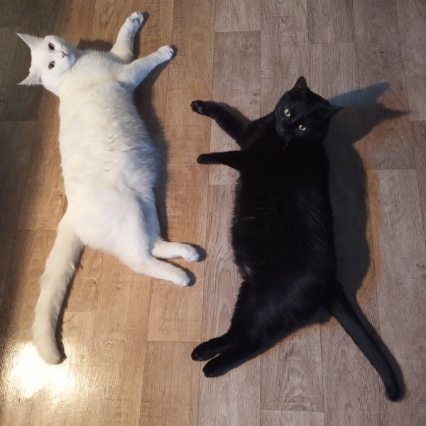 Белый кот и черная кошка картинки на аватарку (16)