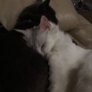 Белый кот и черная кошка картинки на аватарку (18)