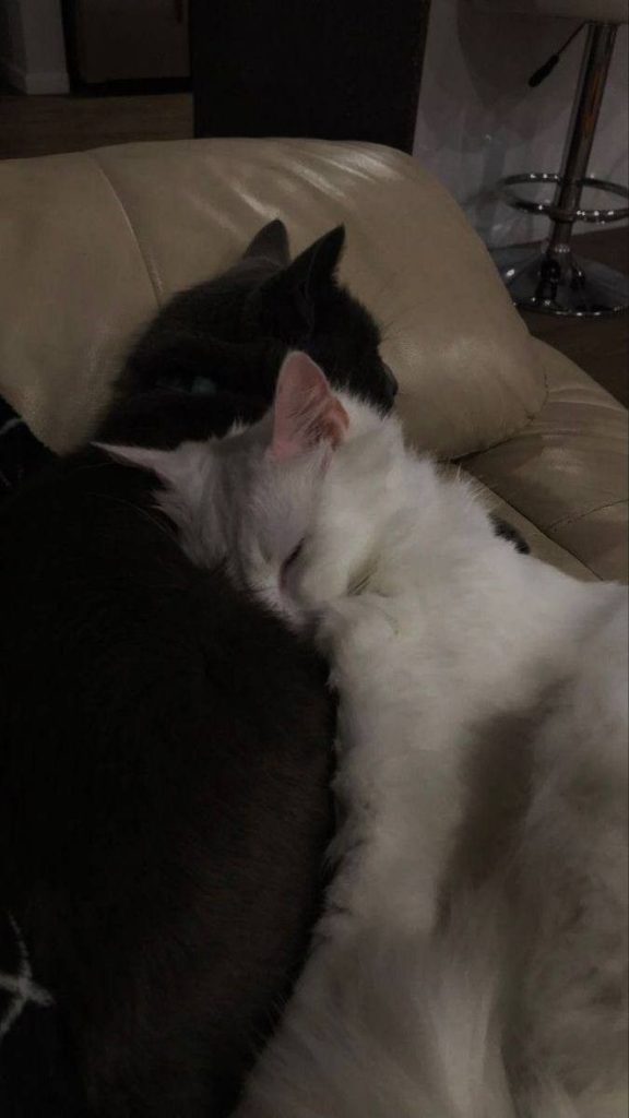 Белый кот и черная кошка картинки на аватарку (18)