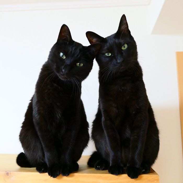 Белый кот и черная кошка картинки на аватарку (20)