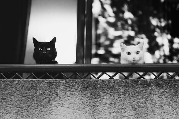 Белый кот и черная кошка картинки на аватарку (23)