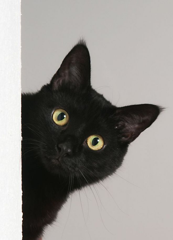 Белый кот и черная кошка картинки на аватарку (24)
