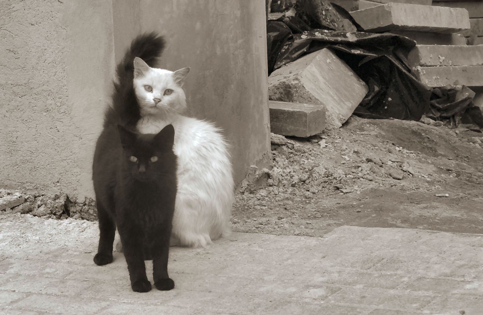 Белый кот и черная кошка картинки на аватарку (7)