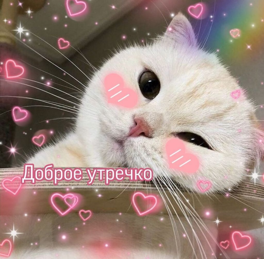 Котик с сердечками для любимых (14)