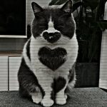 Котик с сердечками для любимых