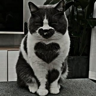 Котик с сердечками для любимых (25)