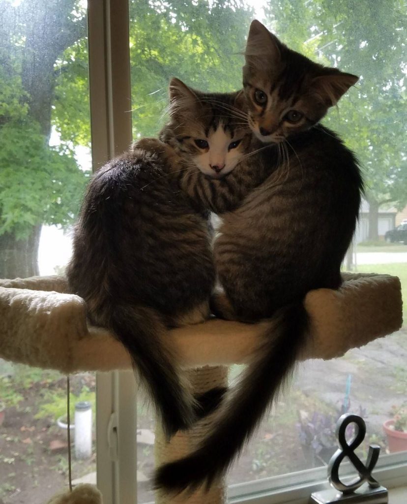 Коты обнимаются - влюбленные картинки и обои (1)