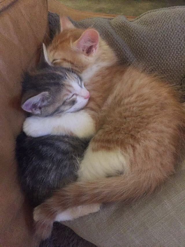 Коты обнимаются - влюбленные картинки и обои (10)