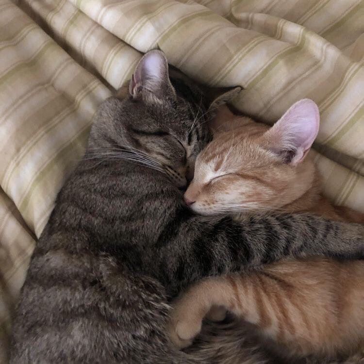 Коты обнимаются влюбленные картинки и обои (12)