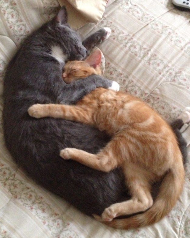 Коты обнимаются влюбленные картинки и обои (13)