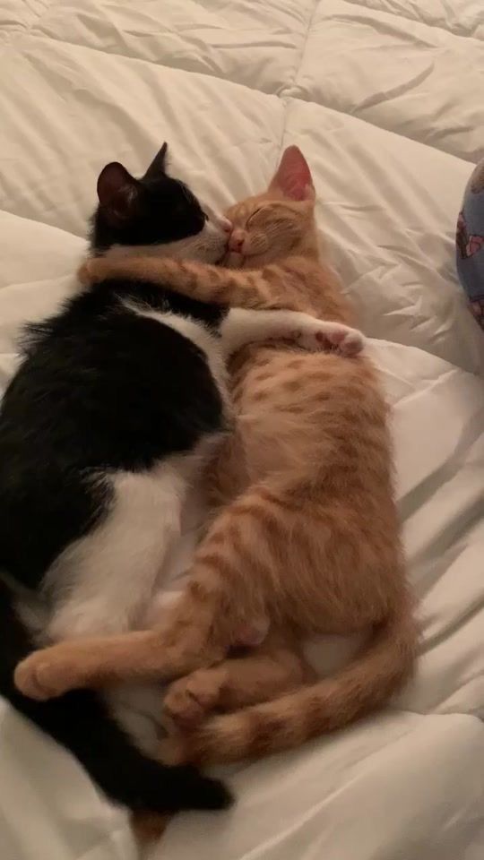 Коты обнимаются влюбленные картинки и обои (17)