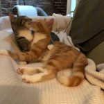 Коты обнимаются — влюбленные картинки и обои