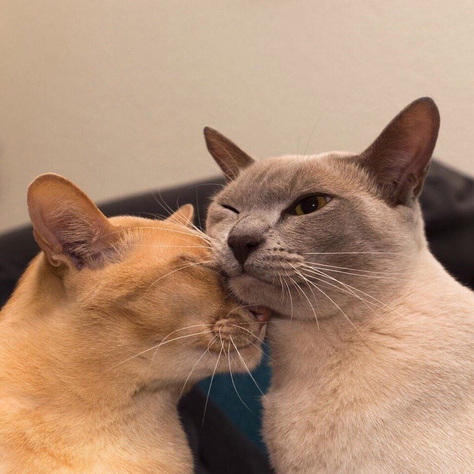 Коты обнимаются влюбленные картинки и обои (4)
