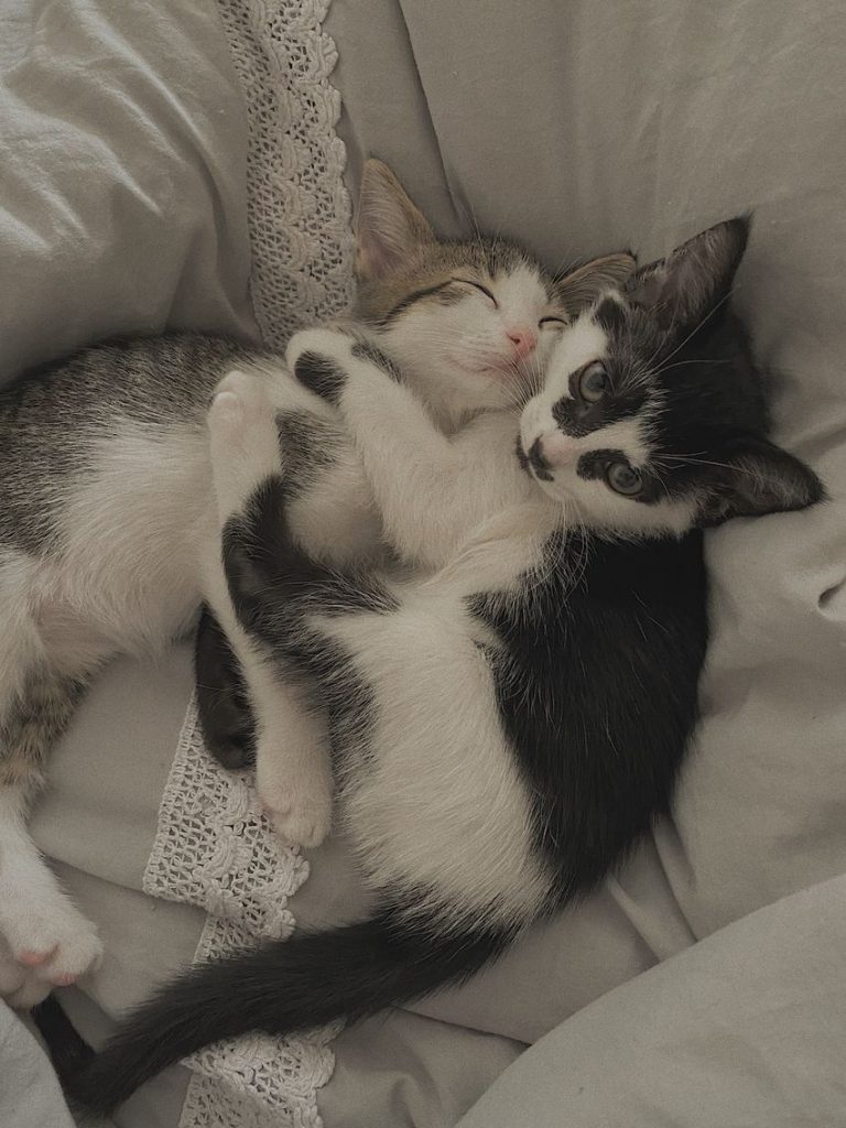 Коты обнимаются - влюбленные картинки и обои (5)