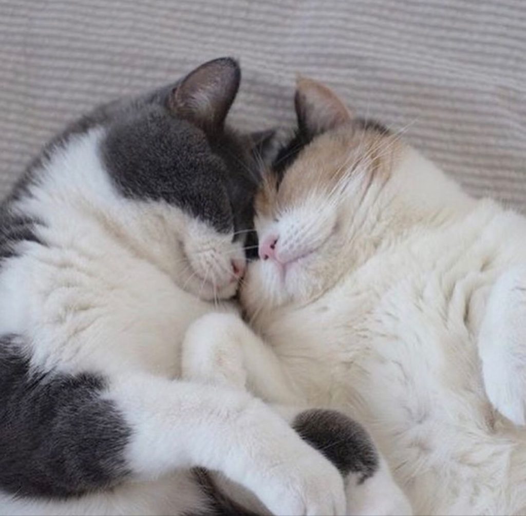Коты обнимаются - влюбленные картинки и обои (7)