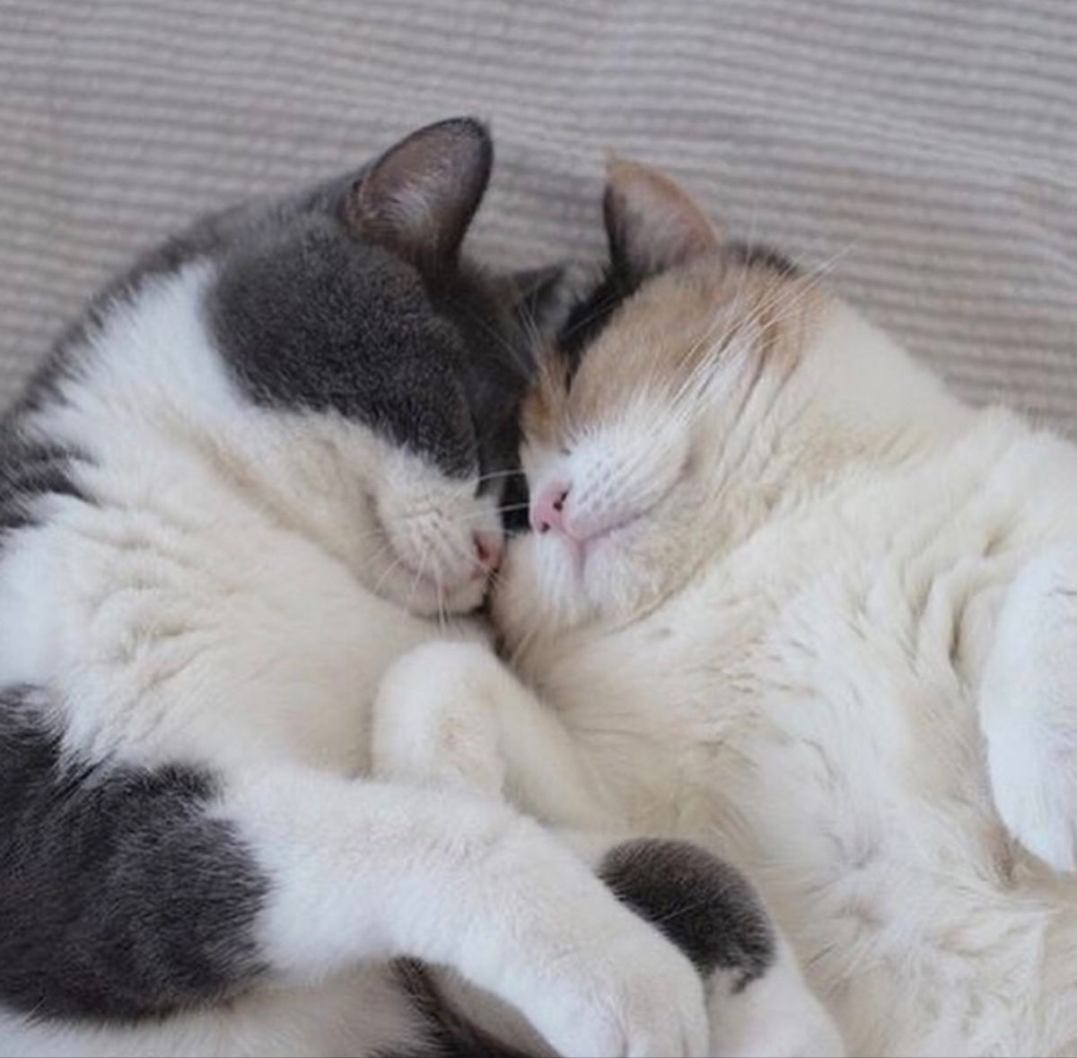 Коты обнимаются влюбленные картинки и обои (7)